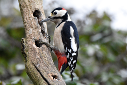Great Spotted Woodpecker Great Spotted Woodpecker