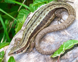 Common Lizard Common Lizard